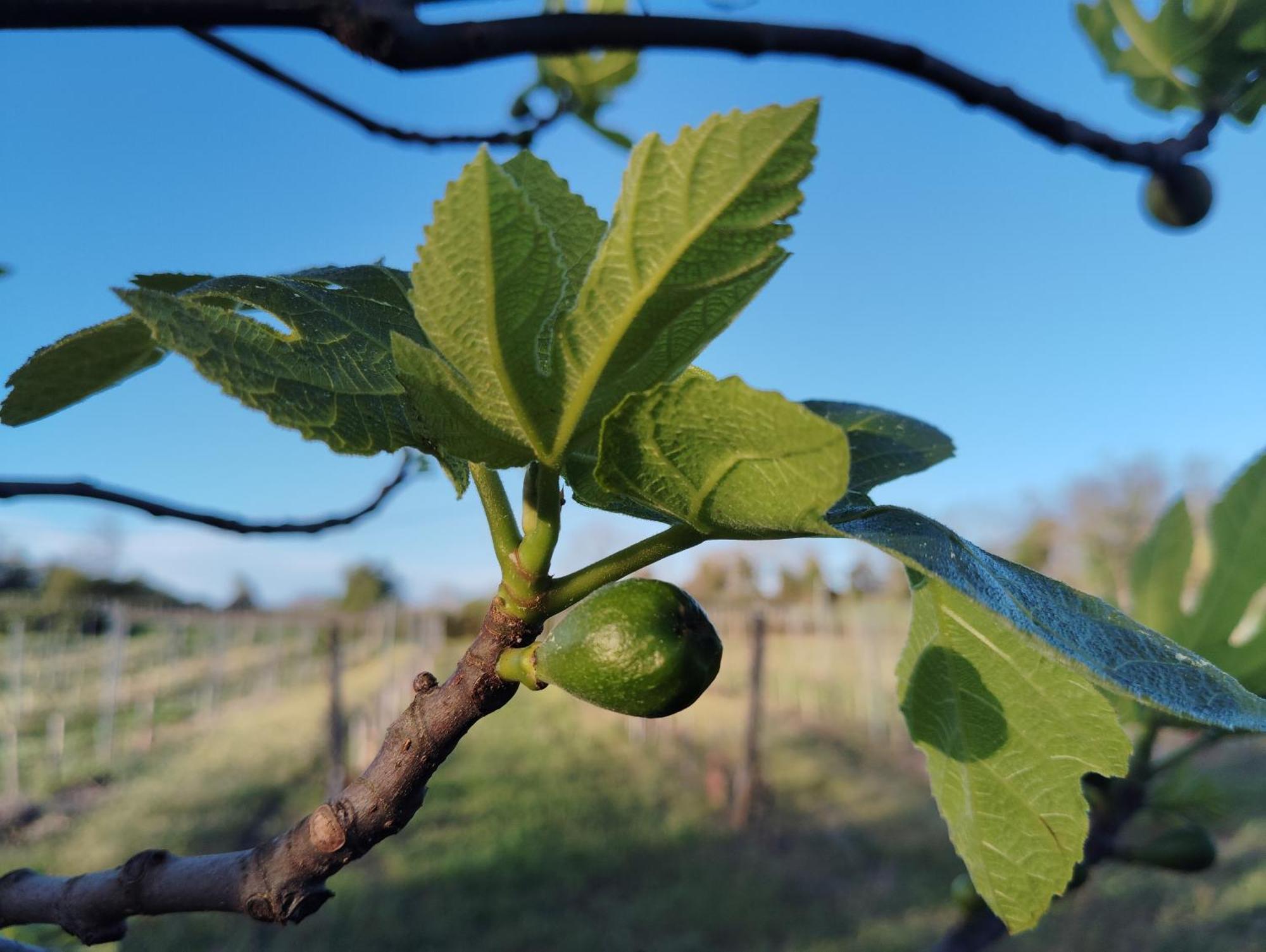 Gite L'Edenwine Doulezon Eksteriør billede